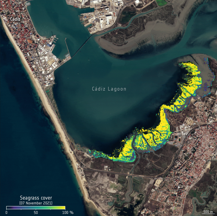 Blue, green and yellow highlights along the coast in a satellite image of a bay, with buildings and vegetation also visible, suggest the presence of seagrass meadows in the Cádiz Lagoon, Spain.