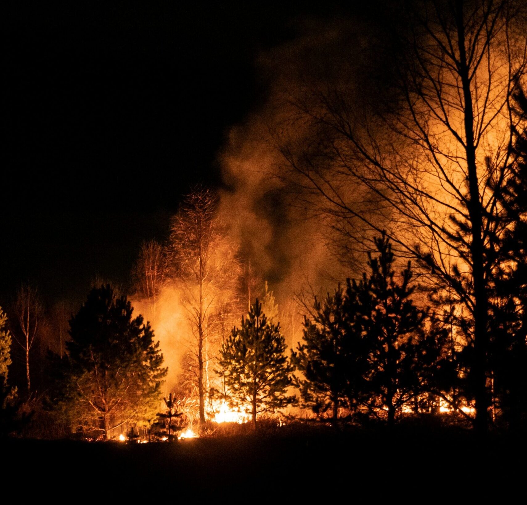 A wildfire is pictured at night. The foreground and background is black, with forest trees ablaze with orange flames positioned from the centre right the the entire left side.