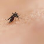 A mosquito on skin