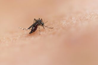 A mosquito on skin