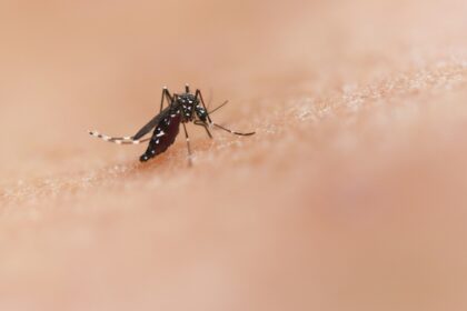A mosquito on skin