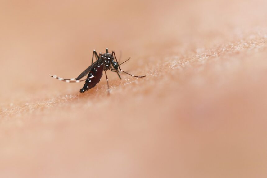 A mosquito on skin