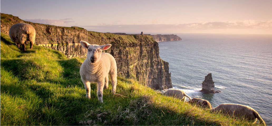 Image shows sheep on a grassy cliff edge in Shannon, West of Ireland with cliffs and the sea visible 