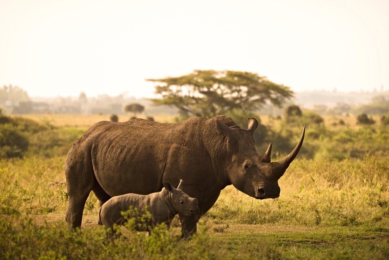 An adult rhino and a rhino calf walking across the savannah at sunset.