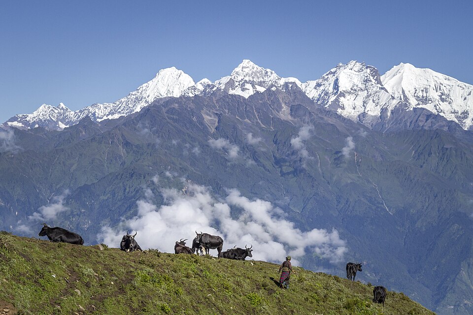 Image shows the Ganesh Mountain range from Laurebinayak, Rasuwa in the daytime. Snow is visible on top of the mountains with cattle grazing on grass below