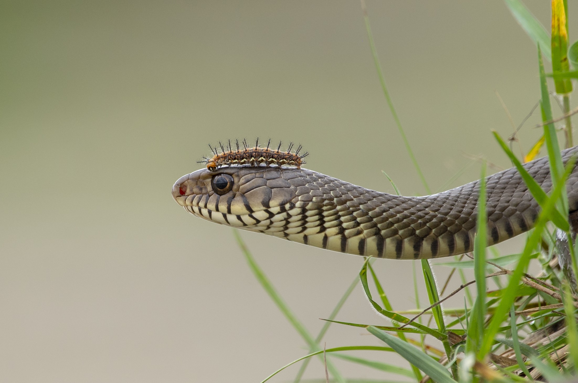 An image of rat snake flaunting its brand new caterpillar crown. © Sanjay Tha Shrestha - Creative Commons Attribution-Share Alike 4.0