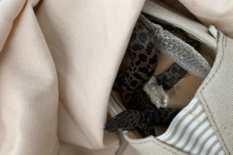 Non-venomous spotted python snake discovered on board an Australia flight 2019. © SPCA