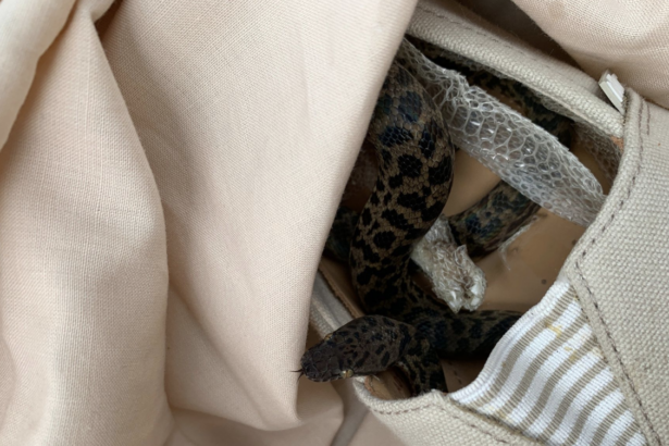 Non-venomous spotted python snake discovered on board an Australia flight 2019. © SPCA