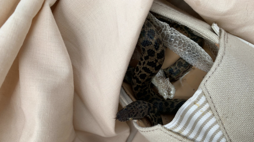 Non-venomous spotted python snake discovered on board an Australia flight 2019. © SPCA