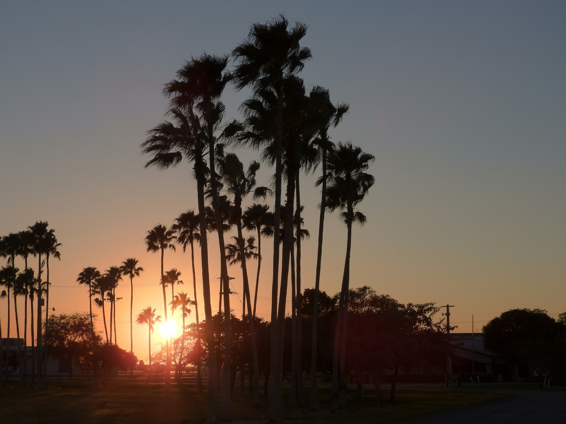 Palm trees are pictured with an orange and blue sunset emerging from their silhouette.